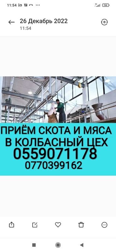 дом для кур: Куплю | Другие с/х животные, Коровы, быки, Лошади, кони | Круглосуточно, Любое состояние, Забитый — 1