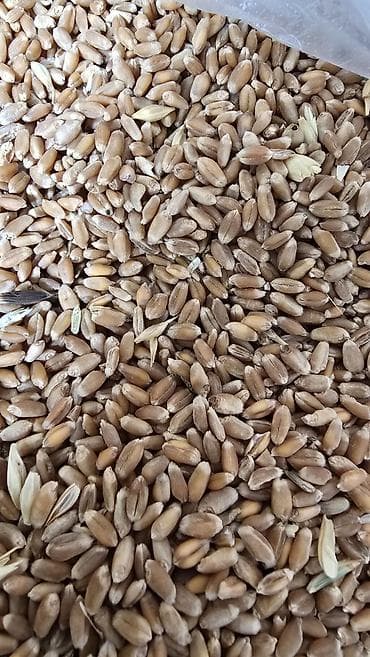 рахат про: Продаю продуктовый пшеницу на муку местная находится в селе Садовое в — 3