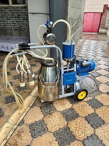 будка бу: Продаю | Корова (самка) — 1