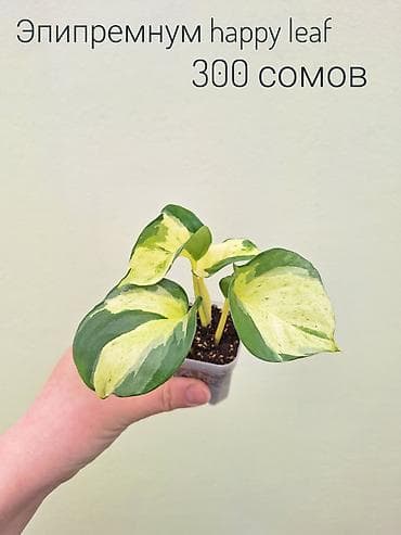 инкубатор луппер: • Комнатные растения (укоренённые черенки/детки/молодые — 6