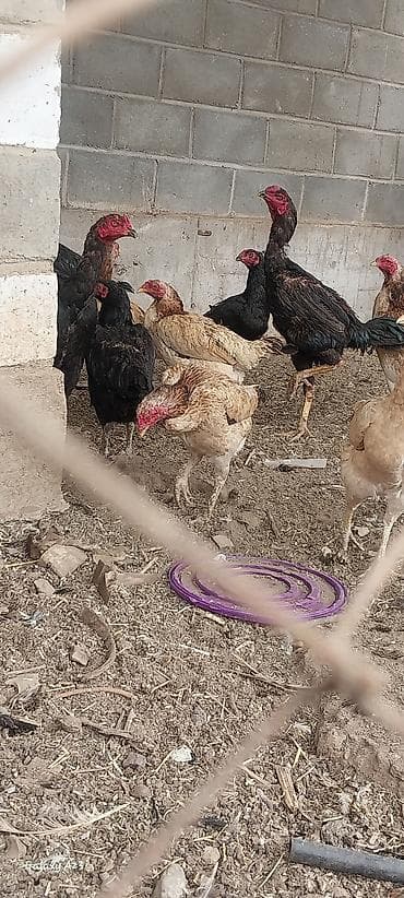 кошка жалал абад: Сатам | Тооктор | Тебиштирүүчү | Көбөйтүү үчүн — 1