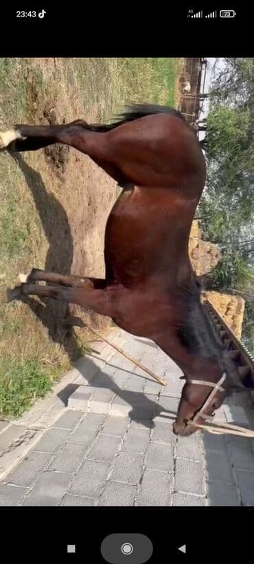 Иттер: Сатам | Байтал | Жумушка — 9