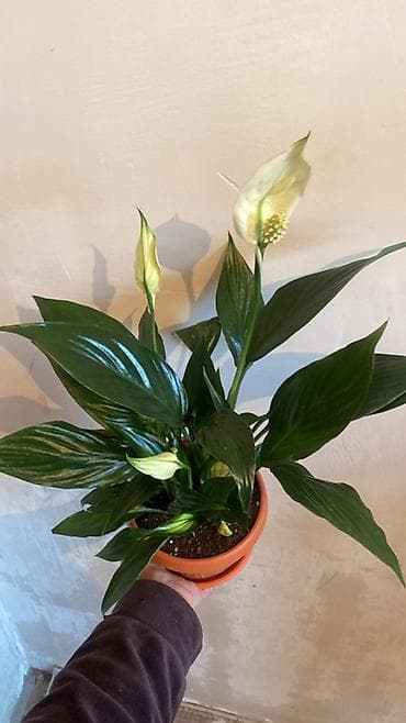 Денежное дерево: Комнатные растения в горшках 1) Калатея (Calathea) - — 2