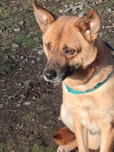 отдам собаку в хорошие руки: Ищем дом хорошему кобелю. Привезём сами — 4