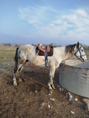 корова молочная купить: Продаю | Конь (самец) | Рабочий — 2