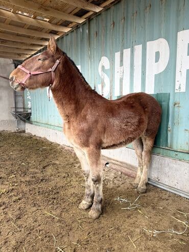 щенки дратхаара: Продаю | Жеребенок | Рабочий — 9