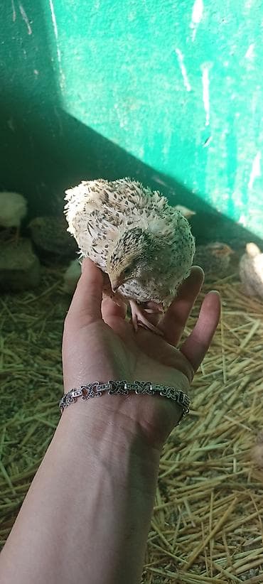 купить перепёлок: Разные породы. продажа от 10шт. возраст 20 дней. начнут нестись через — 3