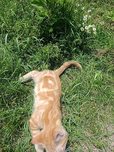 кошка тайская: Рыжий котёнок с ярким мраморным окрасом (классический табби). - — 4