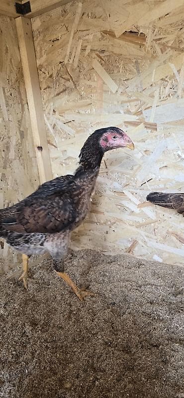 Продаю | Куры | Бойцовая | Для разведения at lalafo.kg Продаю | Куры | Бойцовая | Для разведения