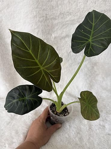 ди 2: Алоказии — коллекционные комнатные растения Предлагаются алоказии с — 7