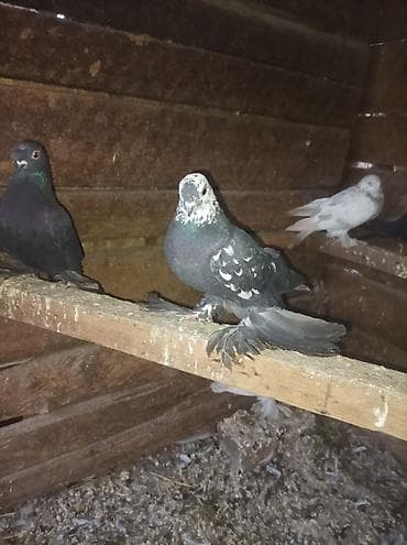 алмашу жолдору бар: Продаю голубей все вольные есть и закрытые на продажу есть и самцы и — 4