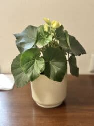 сколько стоят гипсофилы: Всего 1200 — 2