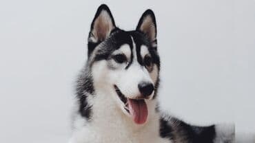 дратхаар купить в бишкеке: Хаски возмю даром — 1