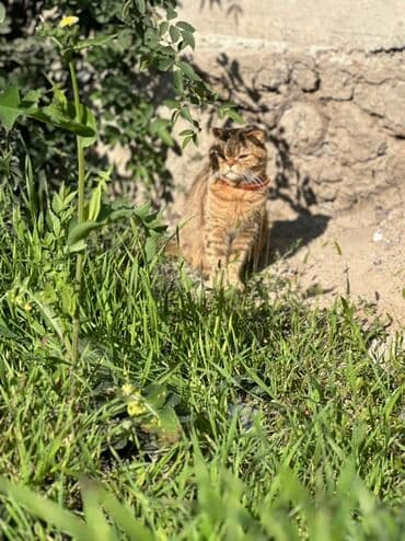 кошка котенок: Породасыз, 2 айлык, Ургаачы, Биколор, Лотокко барууга үйрөтүлгөн — 5