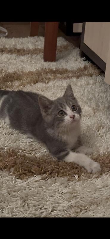 бурманский котенок: Кошка даром: Британская короткошёрстная, 3 месяца, Девочка, Приучена к лотку, Проглистована — 2