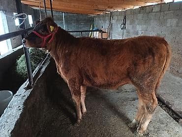 биг 6: Продаю | Корова (самка) | На откорм | Привязанные — 5