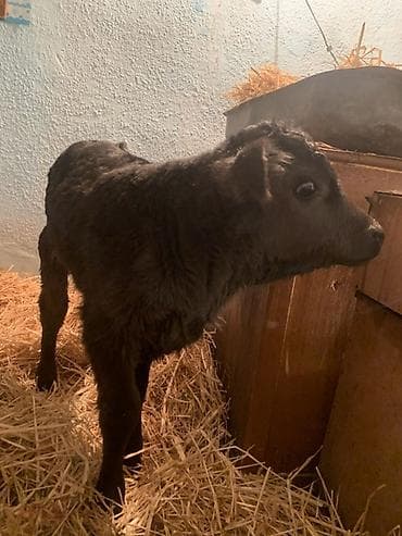 бычки обмен: Продаю | Музоо, торпок | Ангус, Швицкая | На откорм, На забой, Для разведения | Племенные — 5