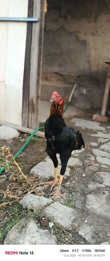 сколько стоит ротвейлер щенок: Продаю | Петух | Дакан | Для боев — 2