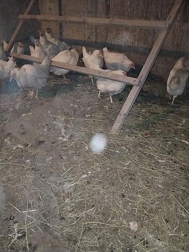 Продаю | Куры | Несушки