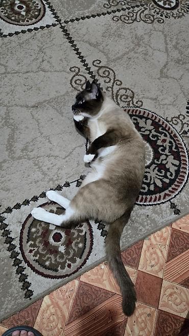 куда можно отдать кошку: Кошка даром: Сиамская, 2 года, Мальчик — 6