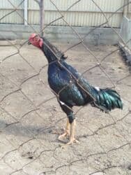 брокерское объединение феникс бишкек: Дакан жожо короз сатылат активный алмашу жолдору бар адрес Бишкек — 3