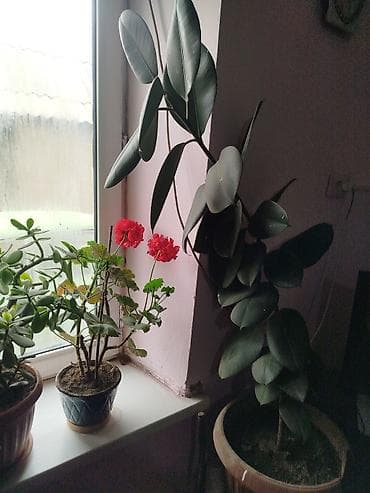 Комнатные растения в горшках 1) Дерево счастья (толстянка, Crassula