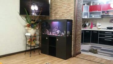 африканские сом малек: Аквариумы вашей мечты! Malawi aqua design подарите себе и детям — 8