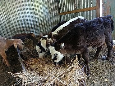 Животные: Продаю | Тёлка | На откорм — 1