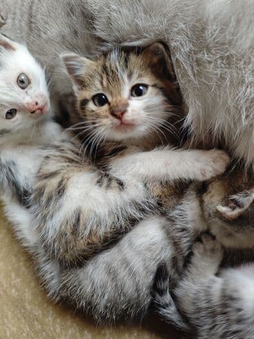 отдам породистых котят: Котята, домашние, ручные Описание: - Милые малыши из одного помёта — 7
