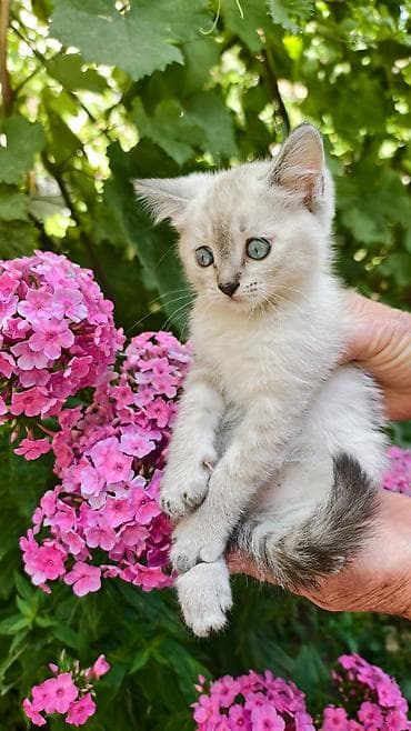 шотландская кошка: Продаются милые шотландские котята. Мальчик и девочка. возраст 2 — 3