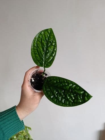 формочки для хлеба: Продаю. детки, черенки комнатных растений по 100 сом. Сциндапсус-пакет — 4