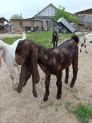 canada goose: Продаю | Козлёнок | Нубийская | Для разведения | Племенные — 6