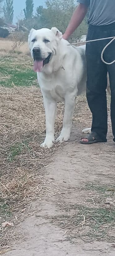 Ит кууту: Алабай, 1 айлык, Эркек — 4