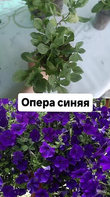 акантовка лапка: Рассада ампельной петунии (серии Тайдал Вейв и Опера) Доступные — 5