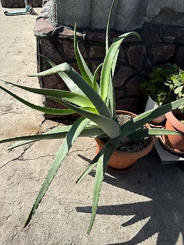 Алоэ в горшке (Aloe vera) - Крупный взрослый экземпляр с мощной