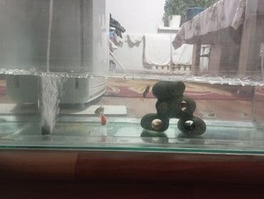 Услуги ветеринара: Рыбы — 3