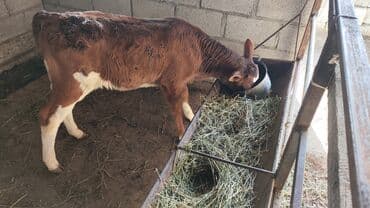 тр 40: Продаю | Тёлка, Музоо, торпок | Для разведения, Для молока | Племенные, Не стельные, Искусственник — 3