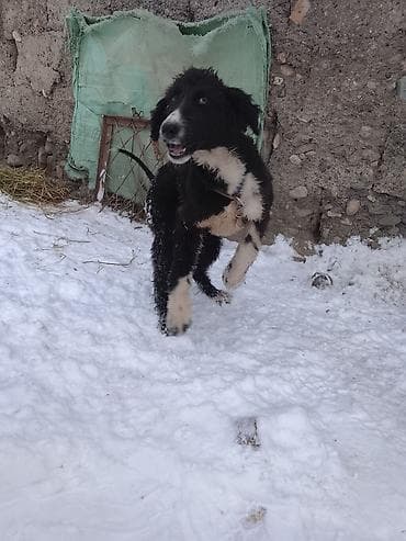 Иттер сатылат: Ит бекер берилет: Тайган, 5 айлык, Ургаачы, Эмделген — 5