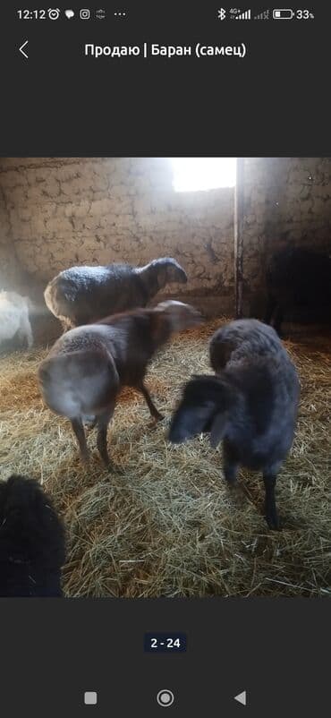 соль для животных: Продаю | Баран (самец) | Для разведения | Племенные — 1