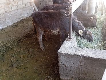 баш мака: Продаю | Тёлка | На откорм — 1