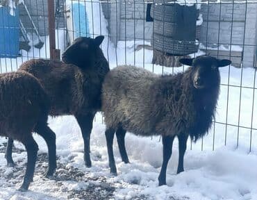 сколько стоит щенок золотистого ретривера: Продаю | Овца (самка), Ягненок, Баран (самец) | Гиссарская, Арашан, Романовская | На забой, Для разведения, Для шерсти | Племенные, Котные, Осеменитель — 3