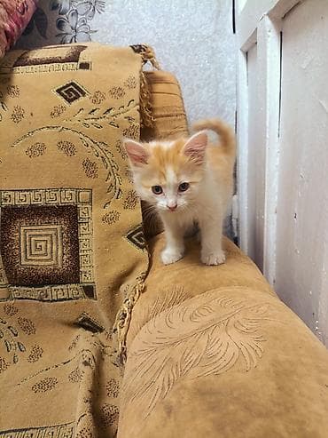 кошка котенок: Беспородная, 2 месяца, Девочка — 4