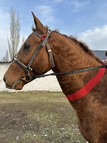 самоед щенок цена: Продаю | Конь (самец) | Дончак | Конный спорт | Племенные, Осеменитель — 2