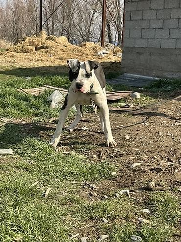 Рыбы: Собака даром: Питбуль, 11 месяцев, Самец, С прививкой — 3