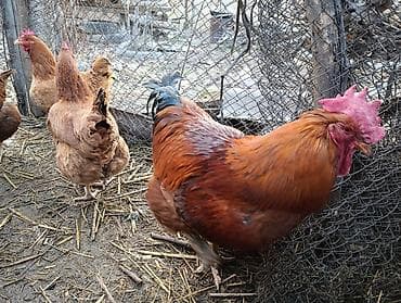 Башка жаныбарлар: Корейский тоджон чистые крупные семья — 2