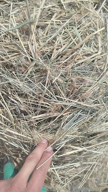А/ч жаныбарлары үчүн тоюттар: Саздын чөбү сатылат 700пресс бар 180 сомдон адрес:Балыкчы жакта — 2