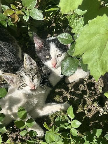 Отдам даром кошку: Котята мальчишки и одна девочка Отдадим в добрые руки ДОСТАВИМ по — 7