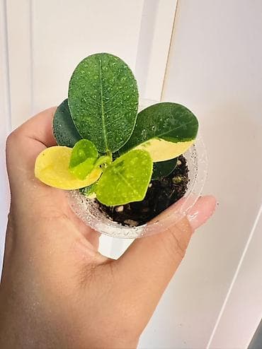 фикус: Фикус Формоза вариегатный (Ficus microcarpa 'Formosa' Variegated) — — 2