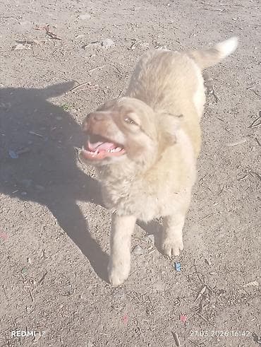 щенки такса: Щенки смешанных пород Описание: - Возраст на фото — ориентировочно — 4