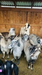 объявления о найденных животных: Сатам | Теке (эркек) | Битал | Көбөйтүү үчүн | Жасалма жол менен боозутуу — 5